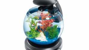 Заслужава ли да си купите кръгъл аквариум с малък обем